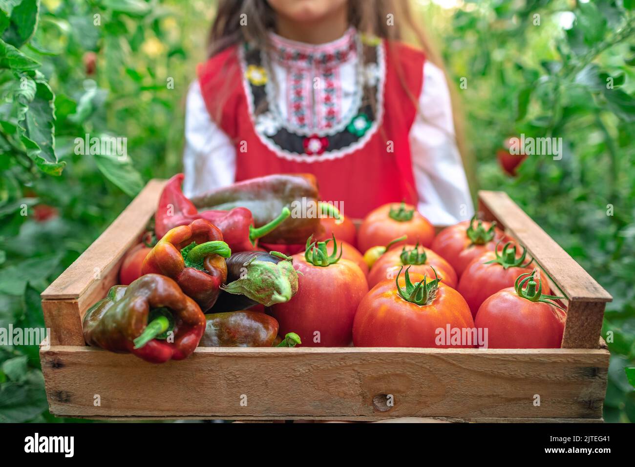 Farmer woman, bulgarian girl in traditional Bulgarian folklore dress holding wooden basket (crate) full of fresh raw homegrown  vegetables (cabbage, t Stock Photo