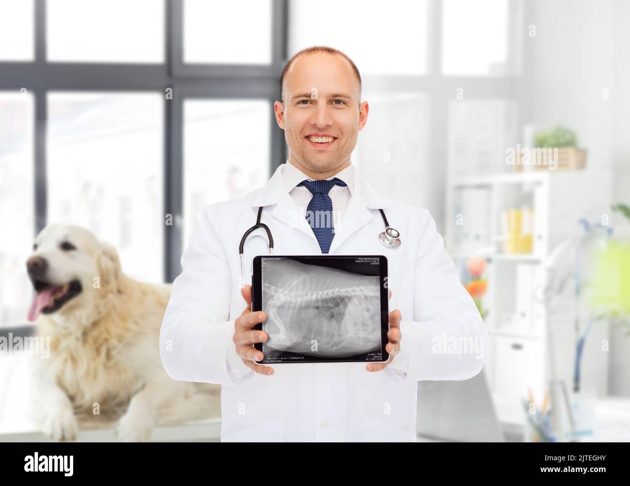 Vets Using A Computer vet doctor with animal's x-ray on tablet computer Stock Photo - Alamy