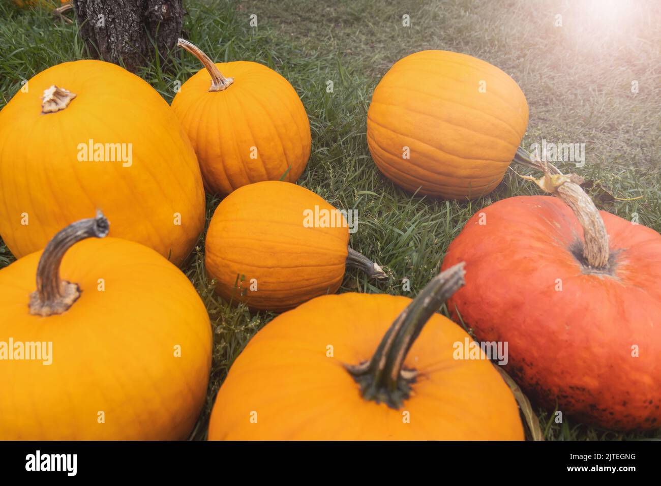 pumpkins lie on green grass Stock Photo