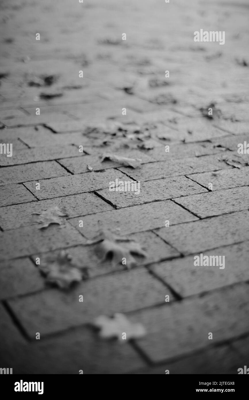 A black and white closeup of leaves on paving slabs, a vertical shot