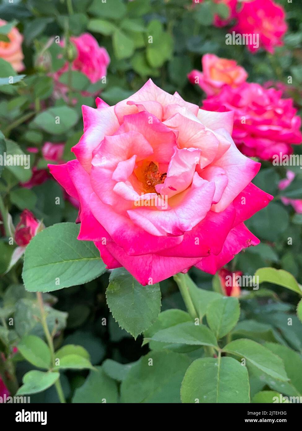A vertical shot of pink roses in a garden Stock Photo - Alamy