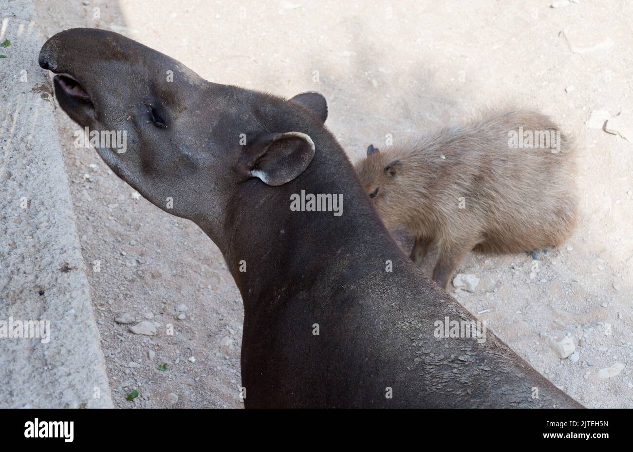 Ugly animal hi-res stock photography and images - Alamy