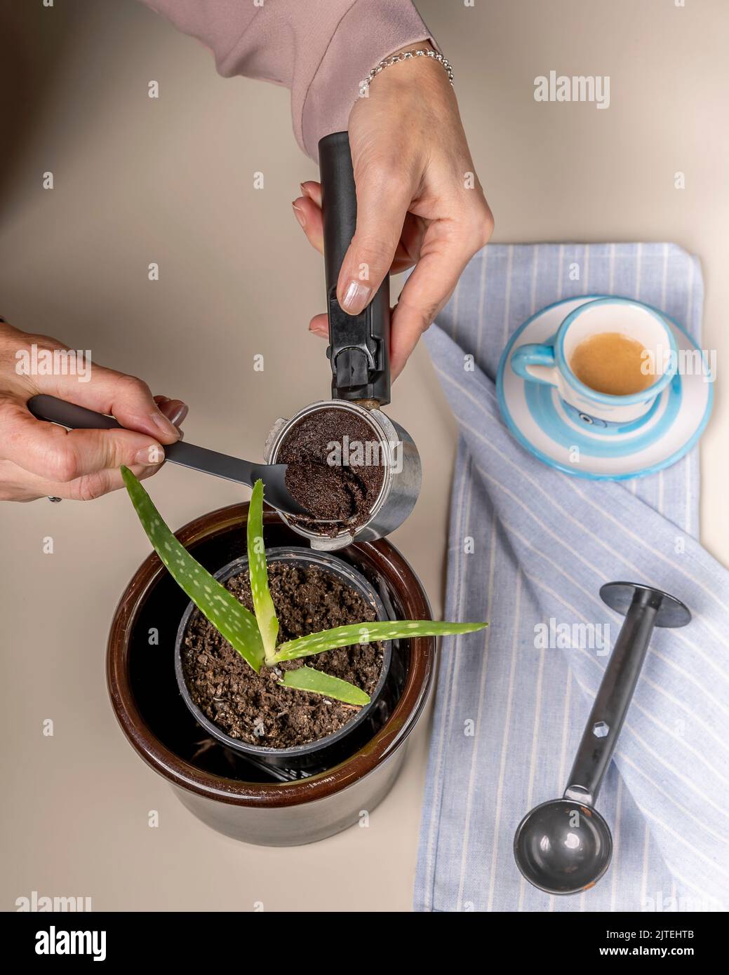 A woman recycles coffee grounds to fertilize an aloe seedling Stock Photo Alamy