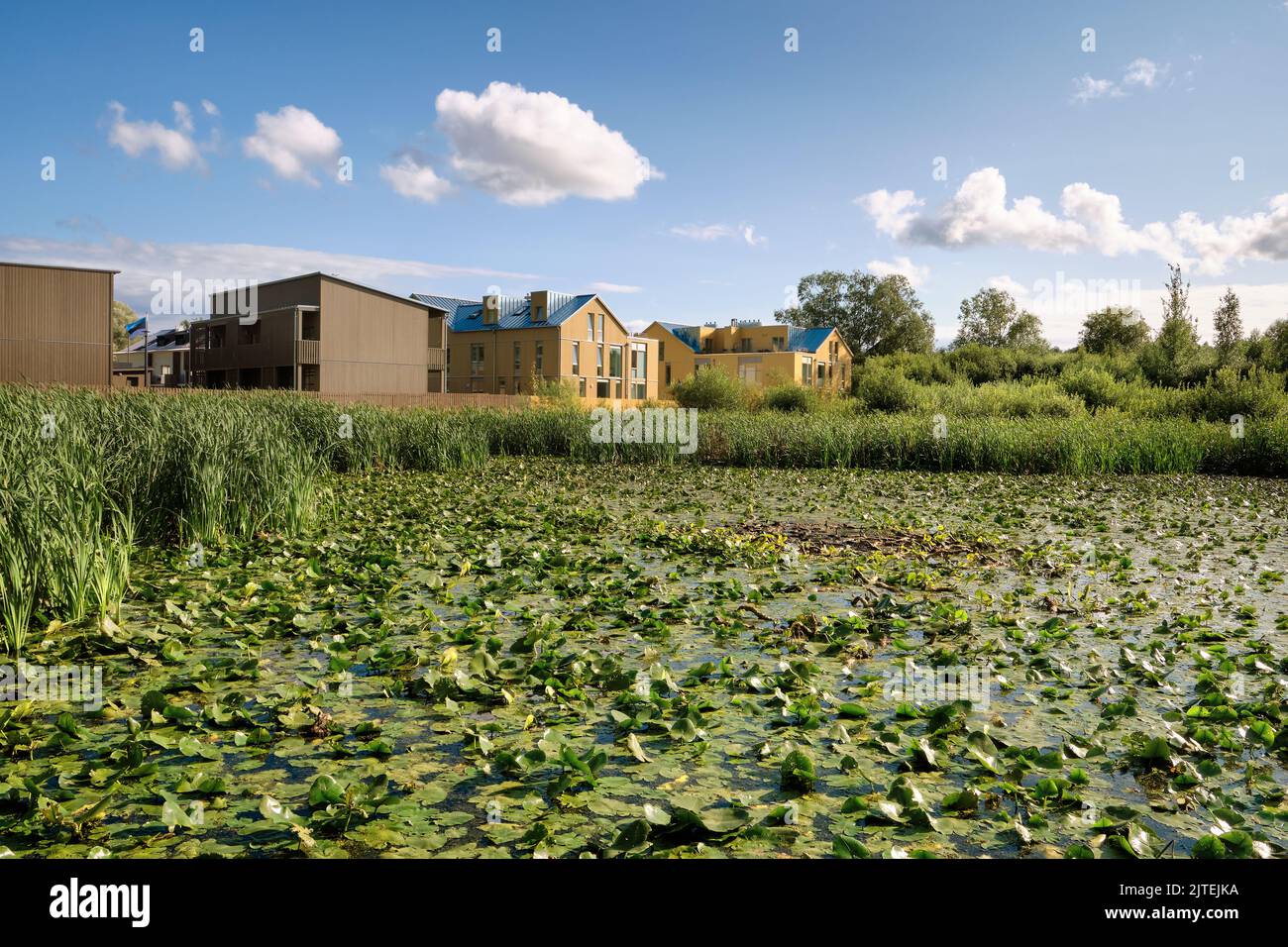 Modern houses in Tartu, Estonia, with swamp overgrown with water lily