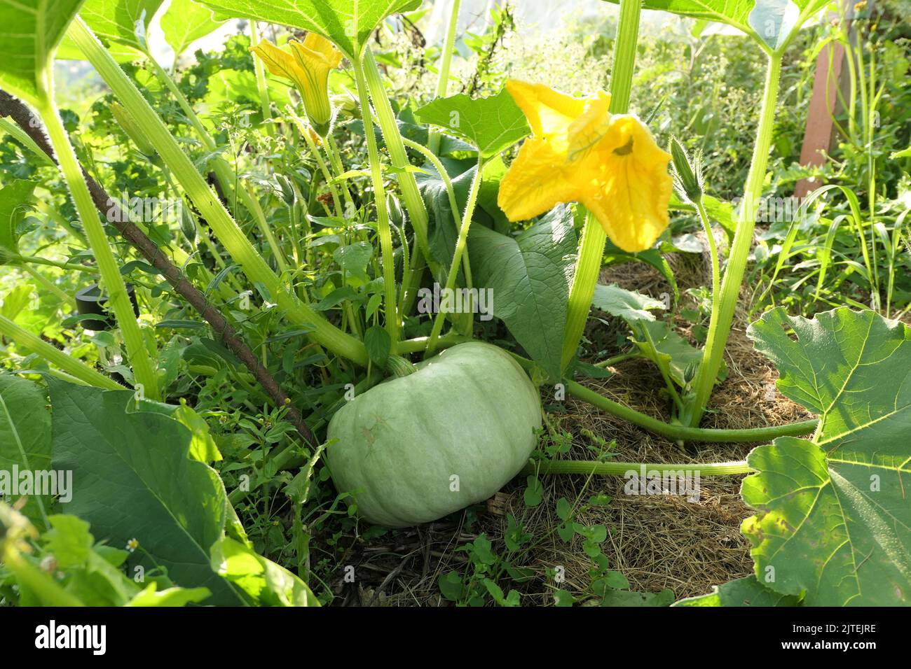 Blue pumpkin growing on the plant in the garden. Stock Photo