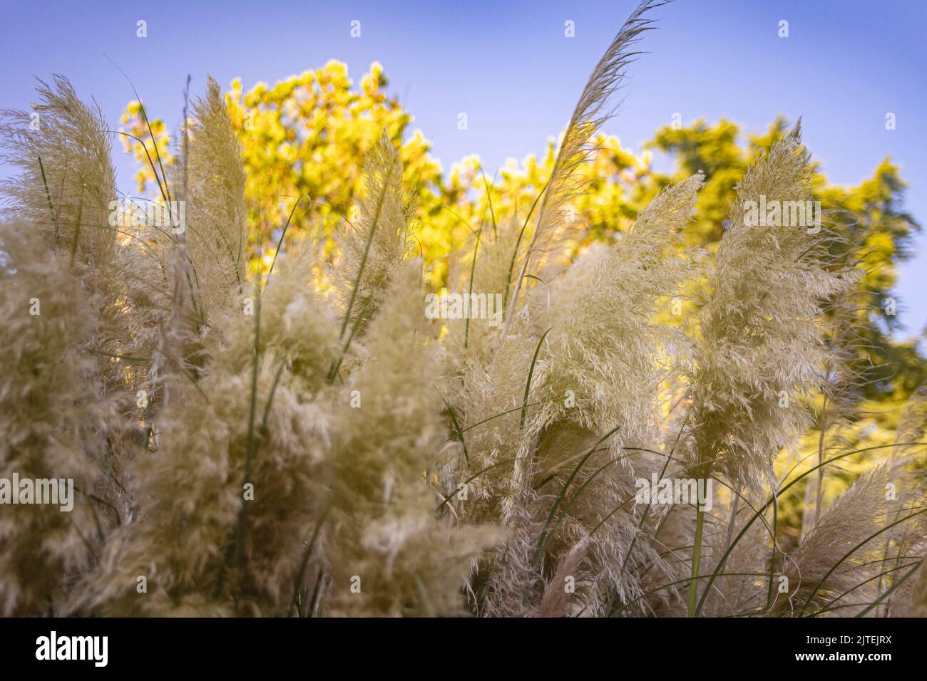 Pampas grass blowing in the wind Pampas grass in the sky, Abstract