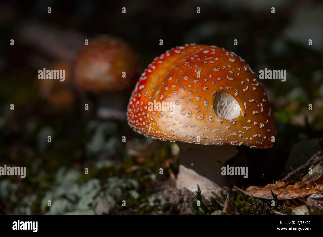 Amanita muscaria, fly agaric or fly amanita, wild toadstool in the autumn forest, nature fall background, white spotted red mushroom Stock Photo