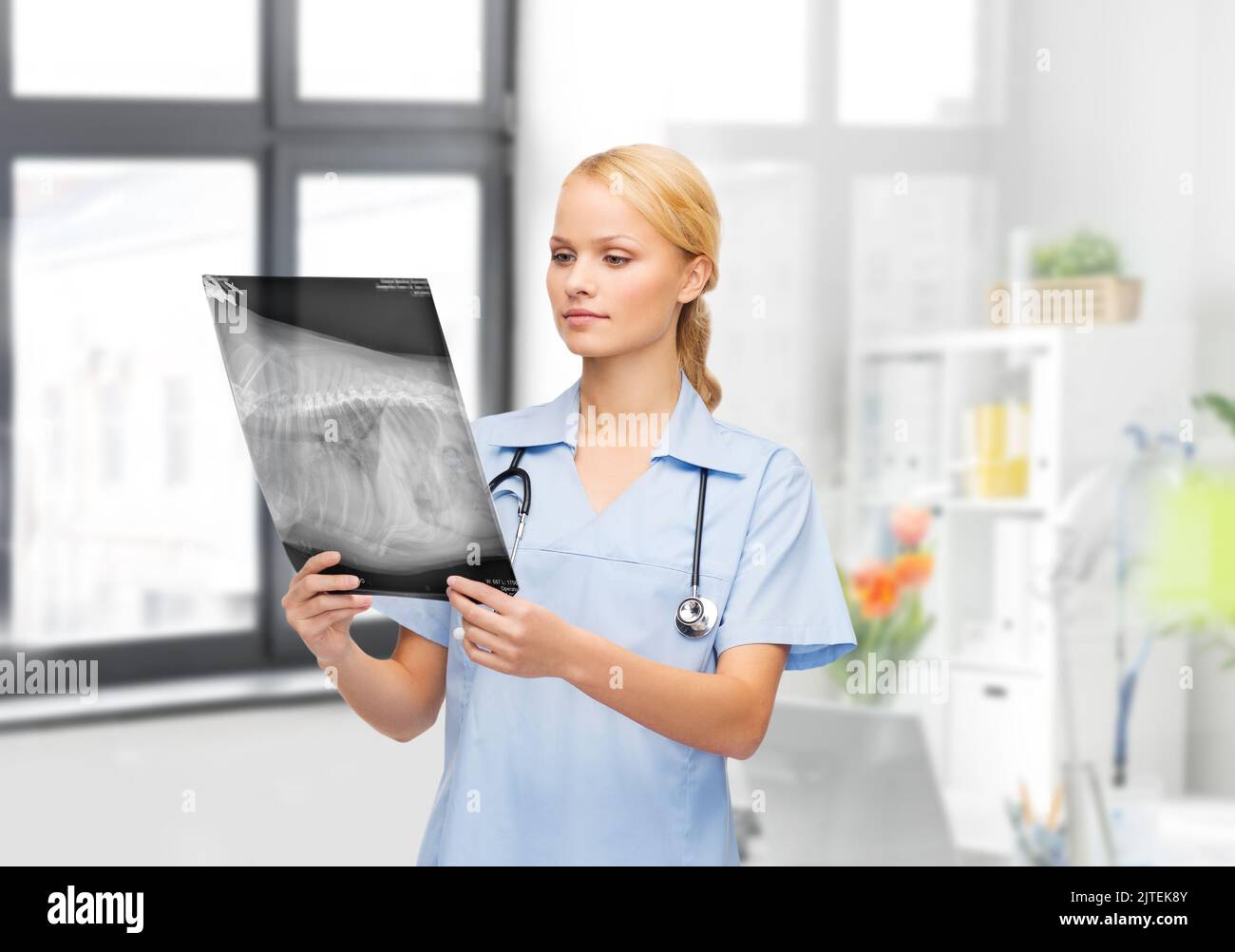 veterinarian with animal's xray at vet clinic Stock Photo Alamy