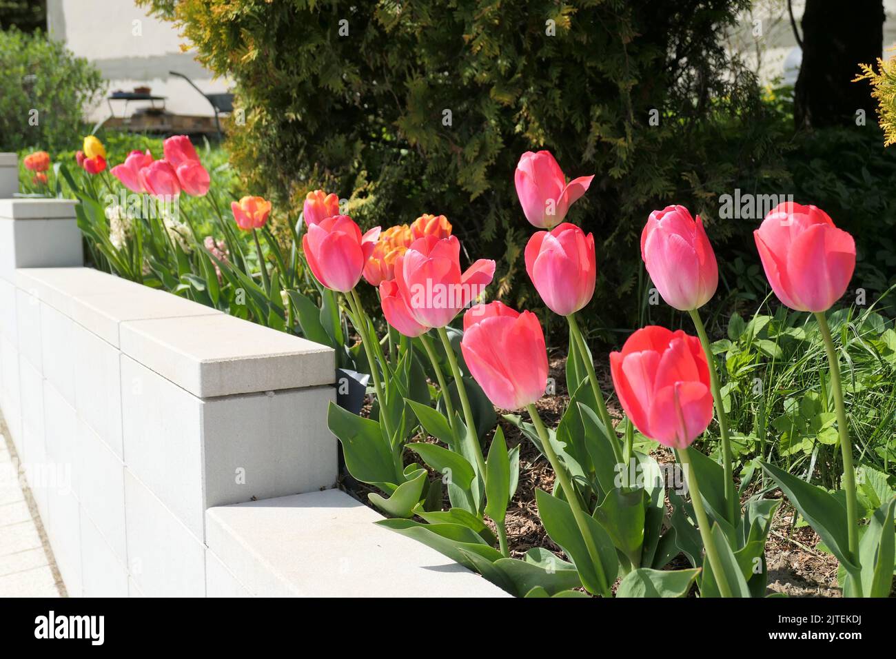 Tulips red flowers growing in the garden. Colorful spring flowers on flower bed by wall. Stock Photo