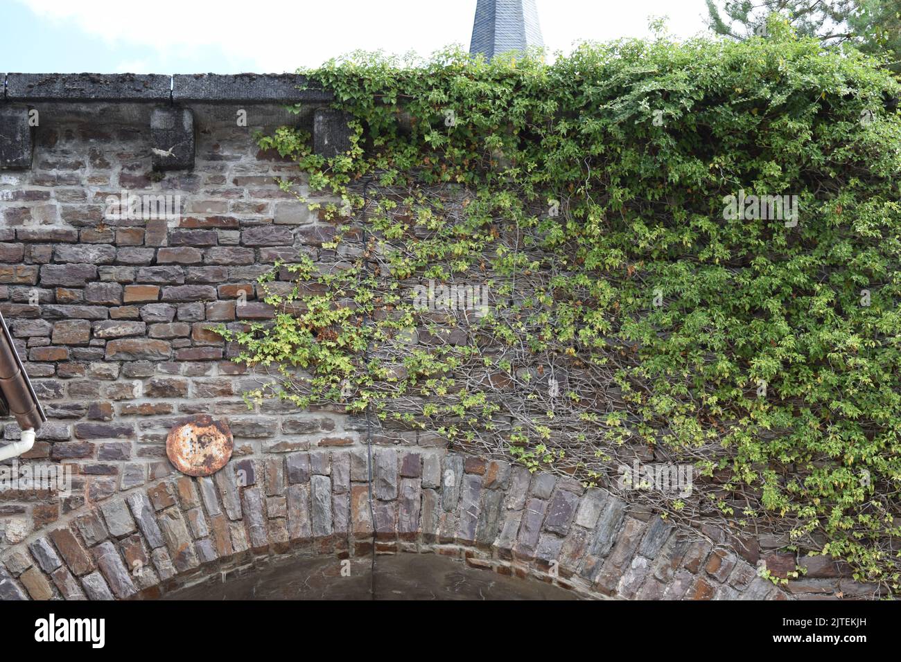 plants growing in old stone walls Stock Photo - Alamy