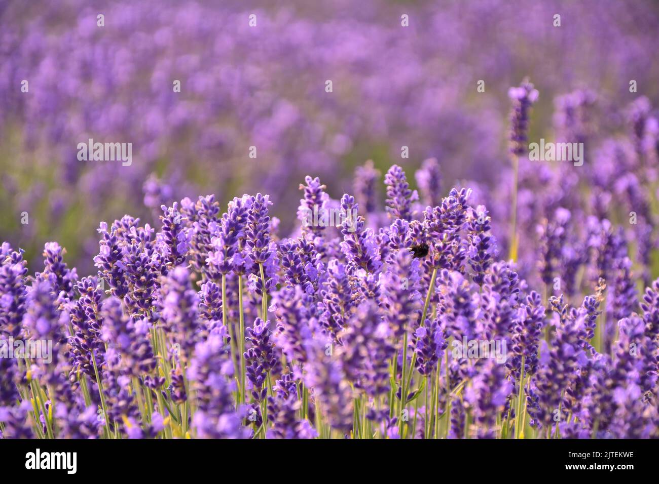 Lavender flowers field background. Selective focus. Stock Photo