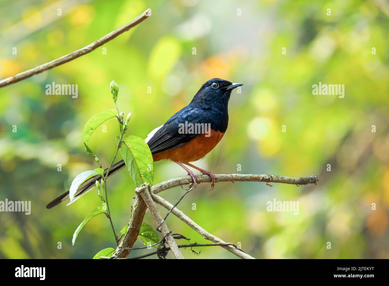 WHITE RUMPED SHAMA Stock Photo