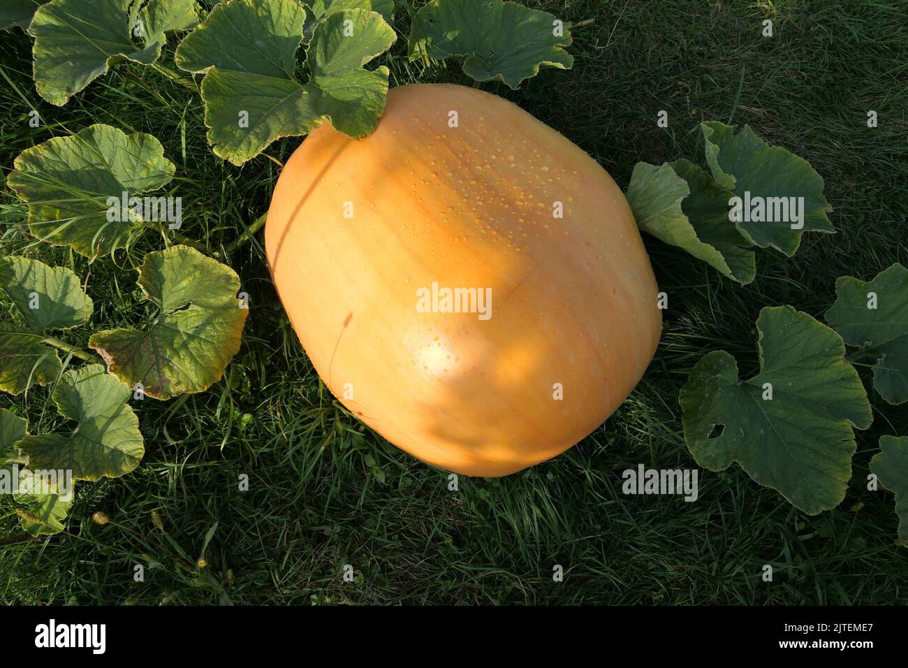 Atlantic Giant pumpkin growing on plant in the garden Stock Photo