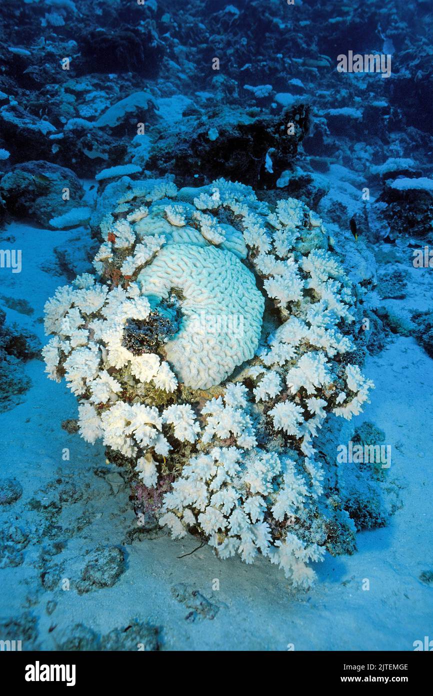 Coral bleaching, climate change due to global warming degrades the health of coral reefs, Maldives, Indian ocean Stock Photo