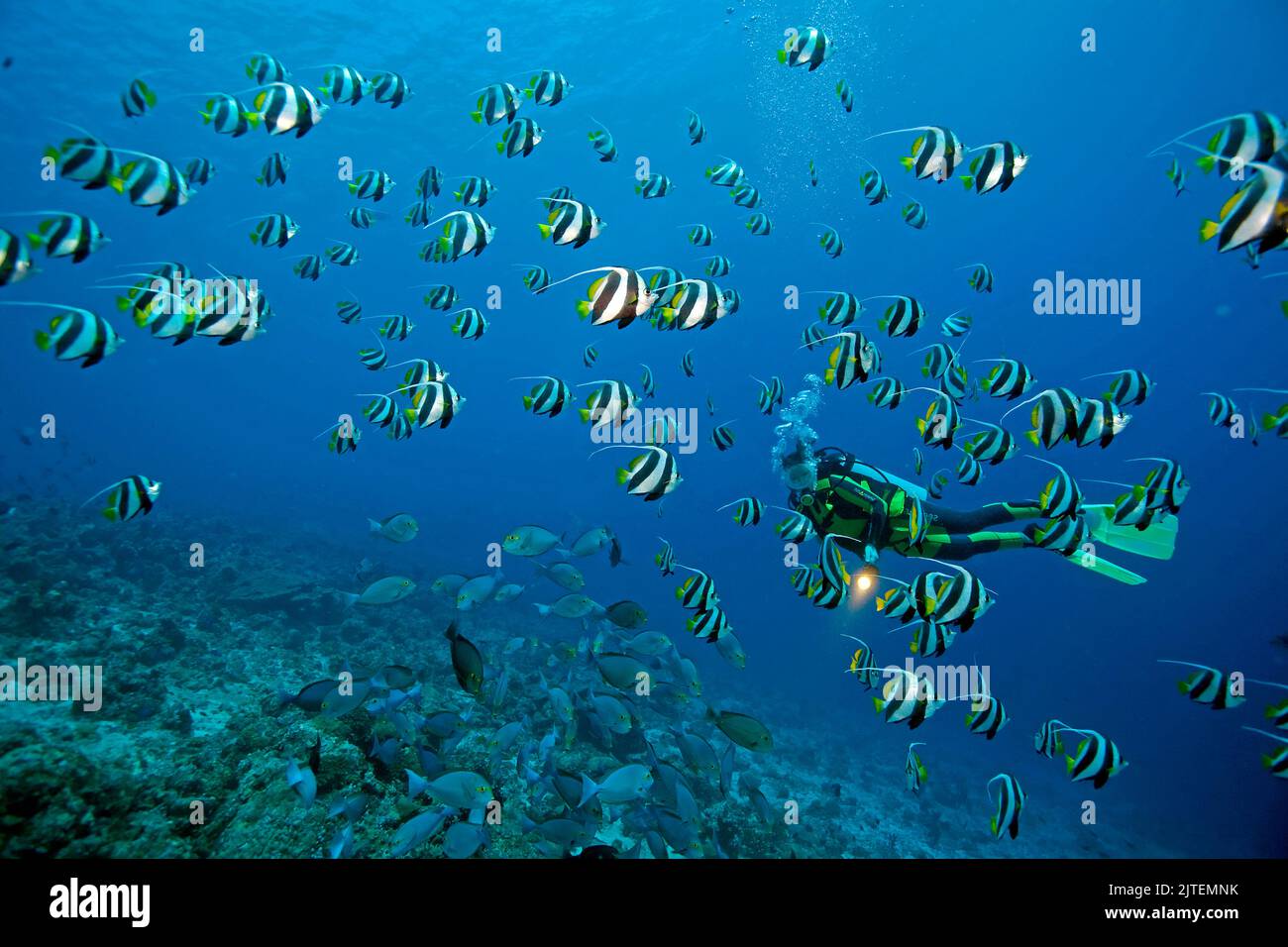 Scuba diver watches a schooling Bannerfishes (Heniochus diphreutes), South Male Atoll, Maldives, Indian Ocean, Asia Stock Photo