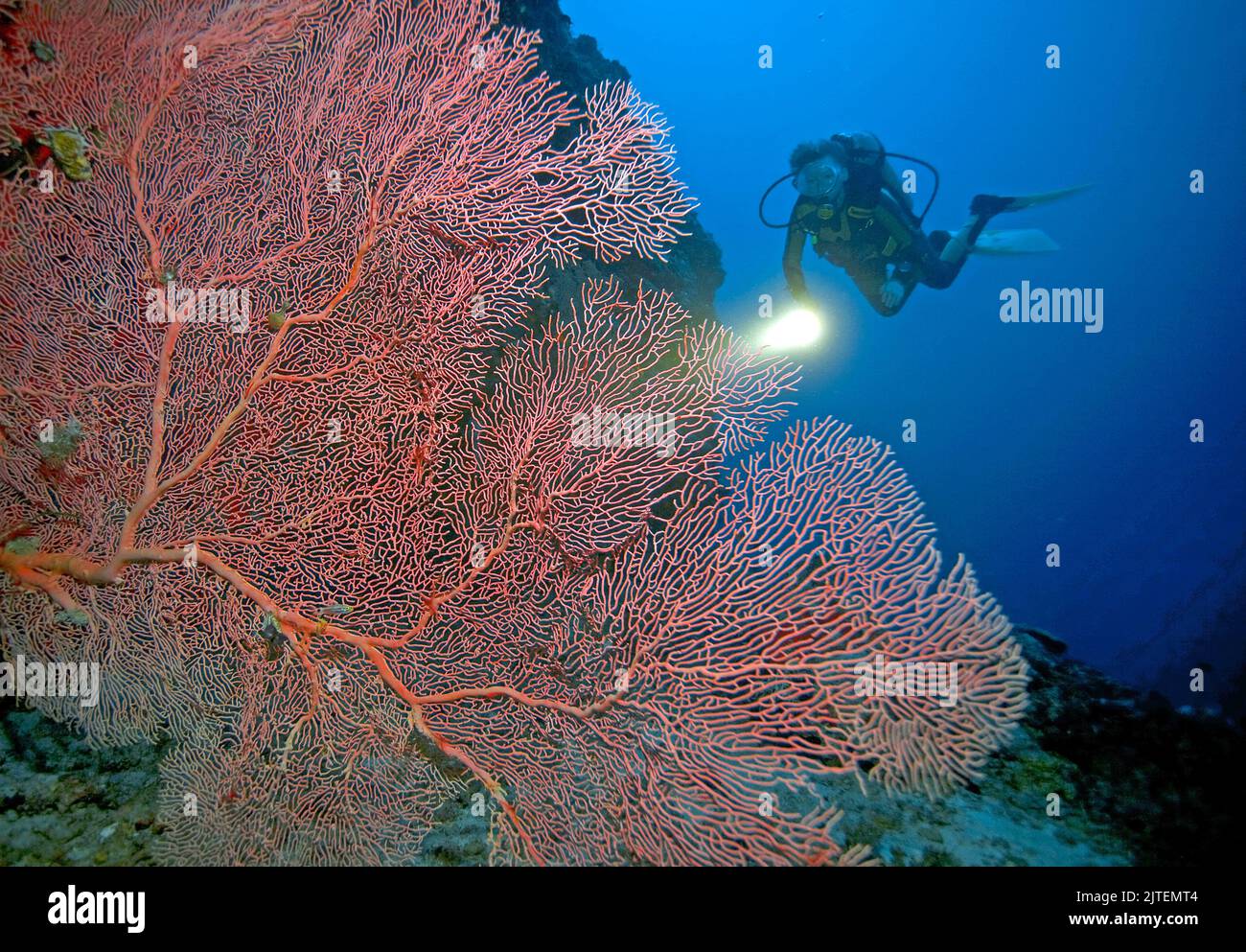 Scuba diver at a coral reef with Giant Sea fans (Annella mollis), Raa Atoll, Maldives, Indian Ocean, Asia Stock Photo