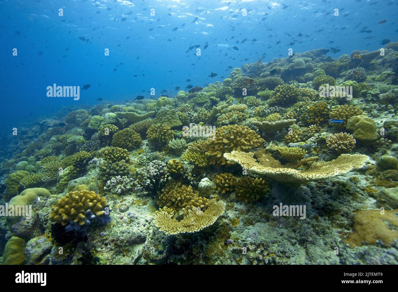 Intact coral reef with dominating stone corals, Maldives, Indian ocean, Asia Stock Photo