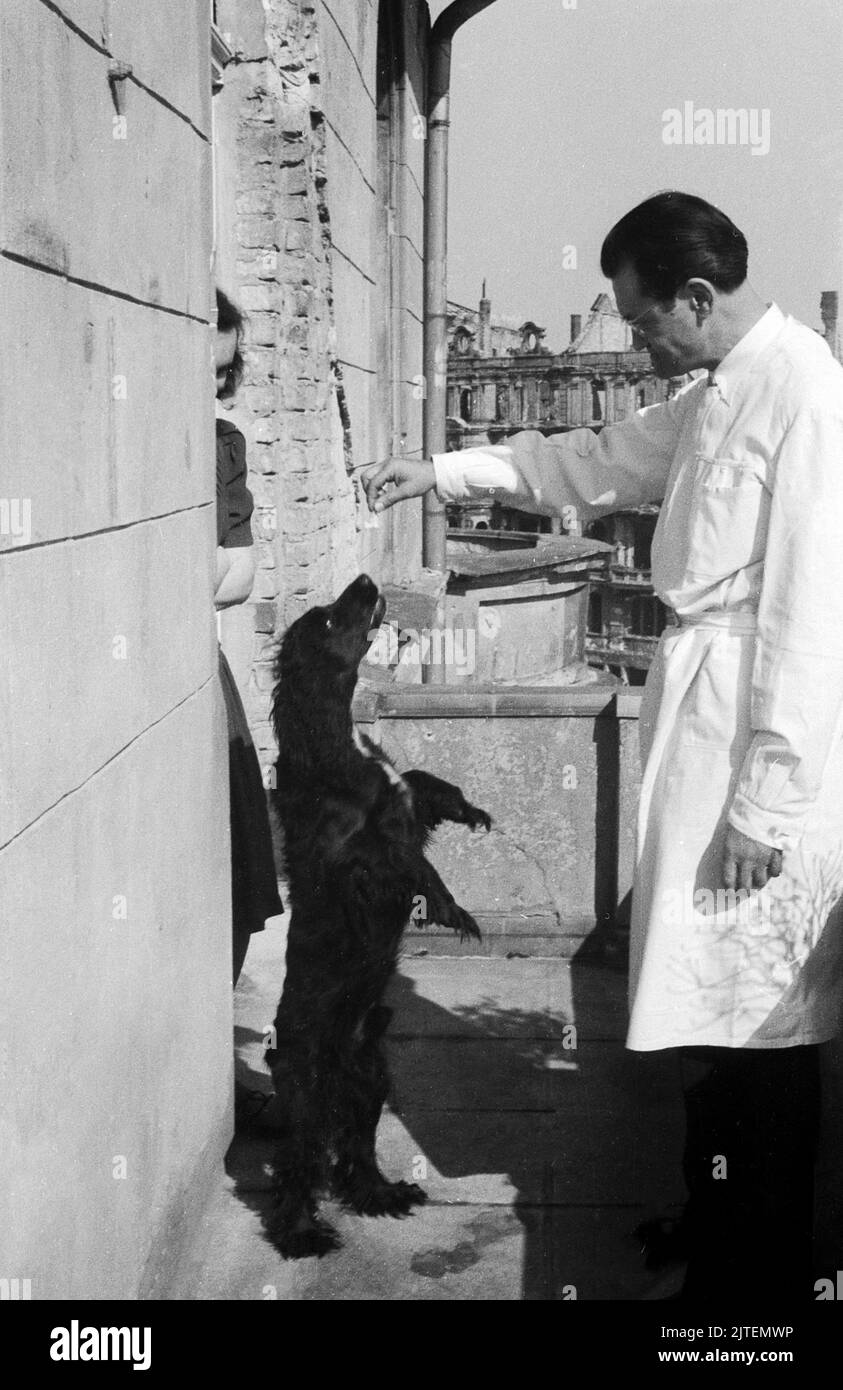 Dr. Schneller mit seinem Hund, Berlin, Deutschland 1947 Stock Photo - Alamy