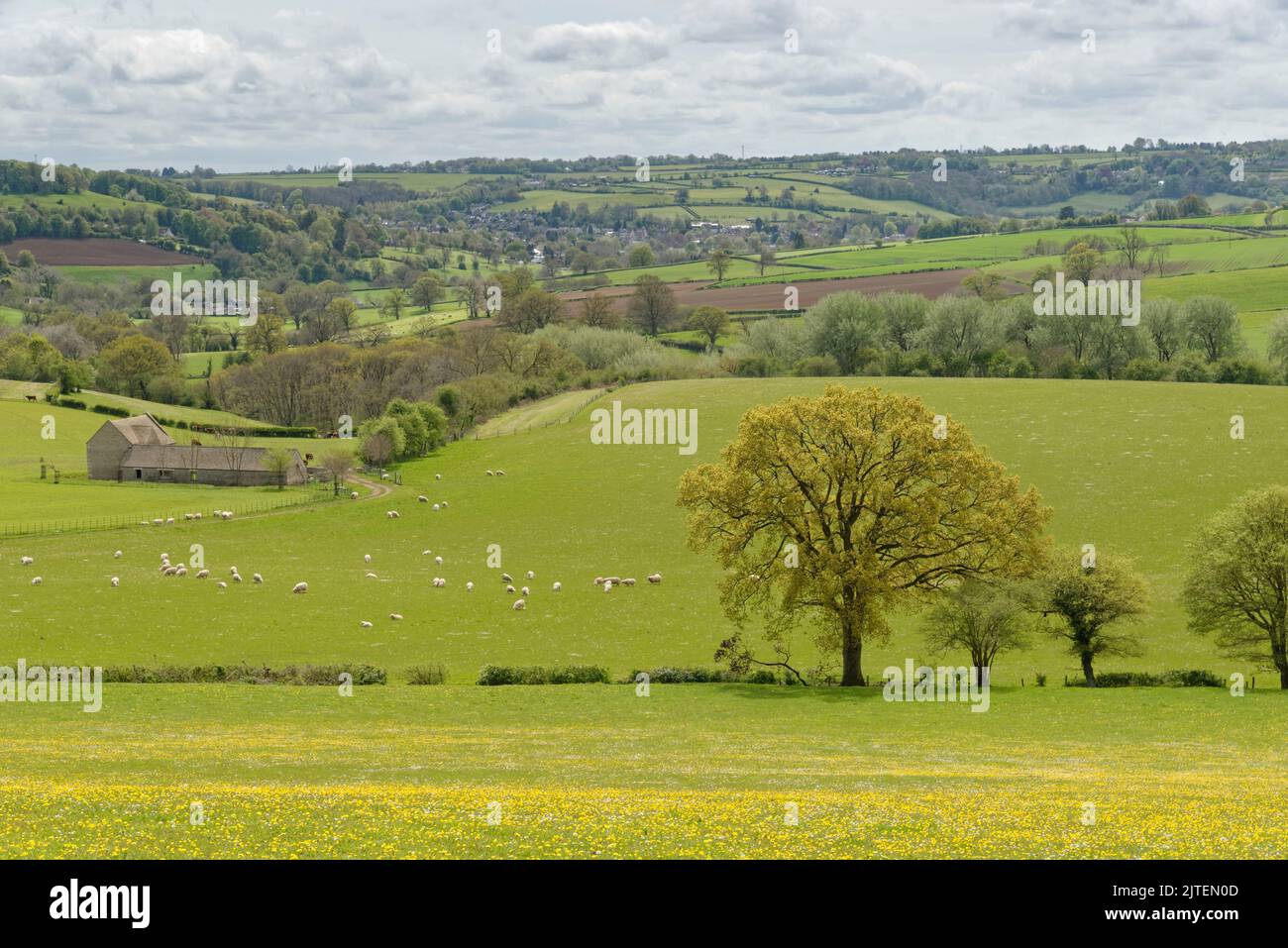 Domestic sheep (Ovis aries) grazing pastureland with Box village in the background, near Colerne, Wiltshire, UK, May. Stock Photo