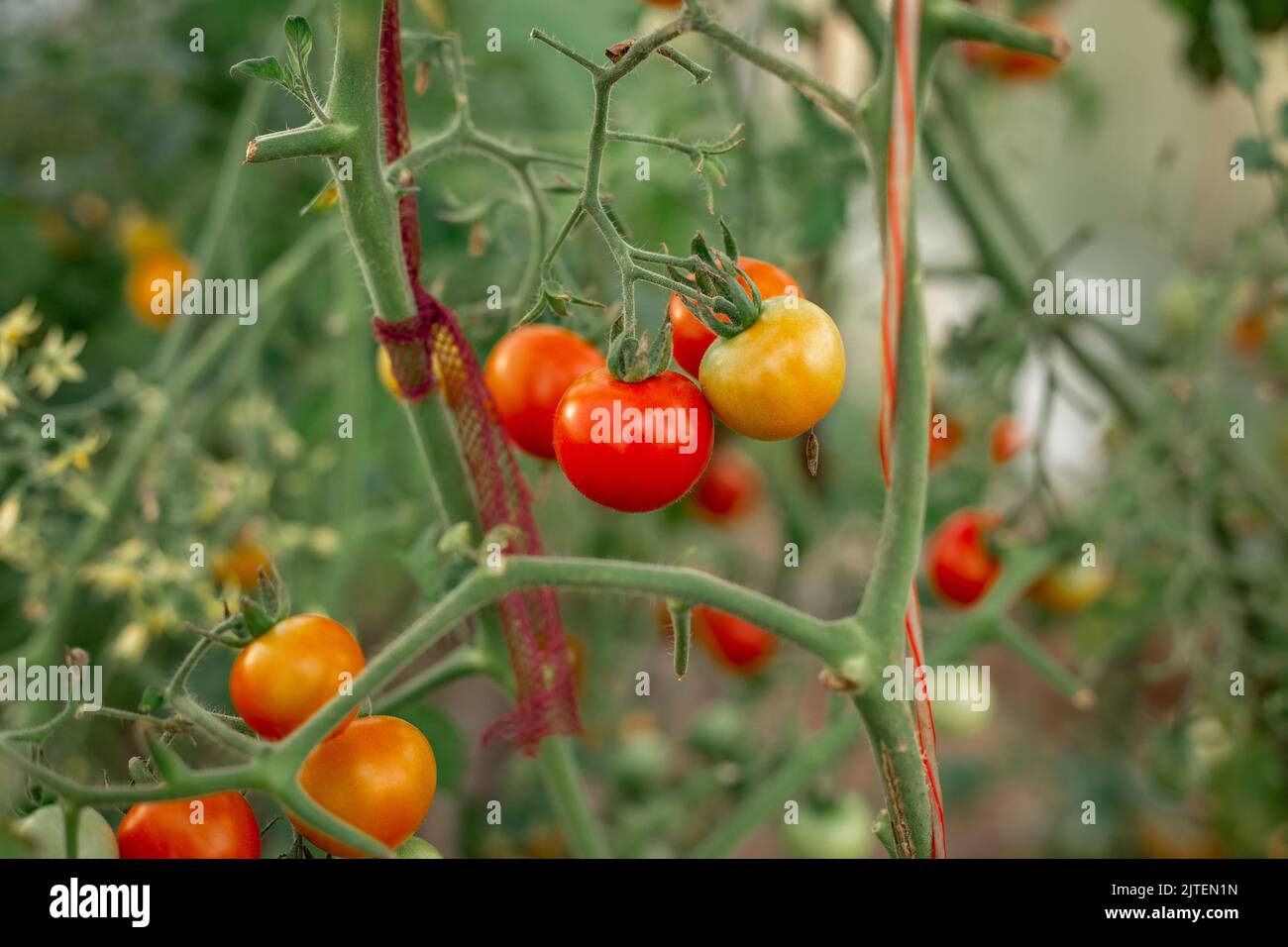 Tomatoes on the branches grow in the garden Stock Photo - Alamy