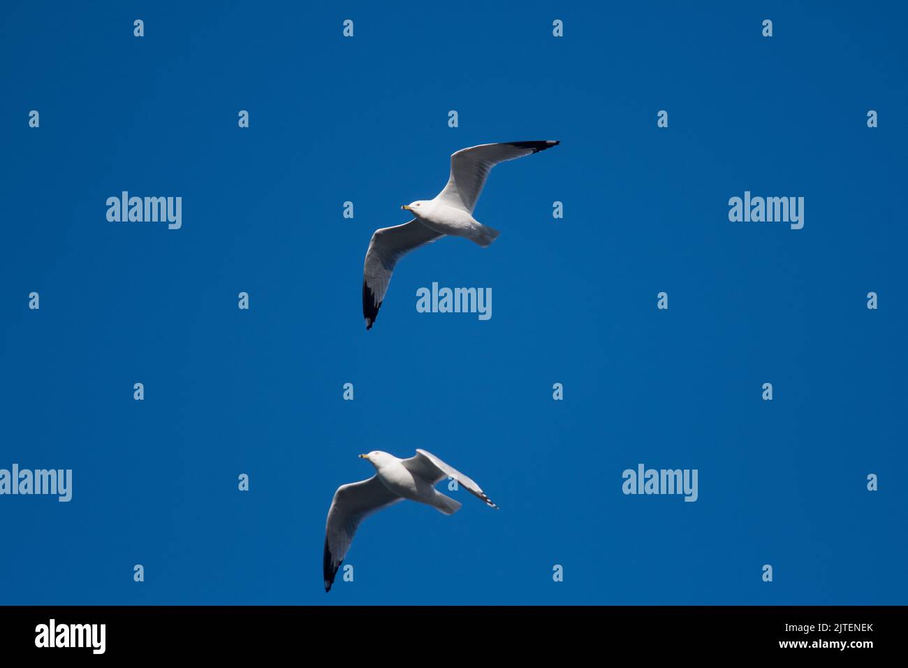 Blue gray wings hi-res stock photography and images - Alamy