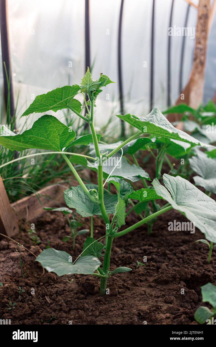 Cucumber bushes grow in a greenhouse. Greenery in the garden Stock