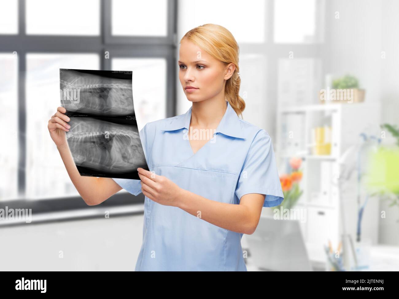 veterinarian with animal's xray at vet clinic Stock Photo Alamy