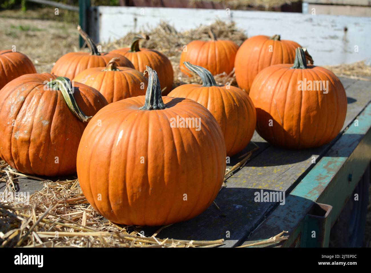 Orange pumpkins at pumpkin patch. Beautiful autumn colors. Stock Photo