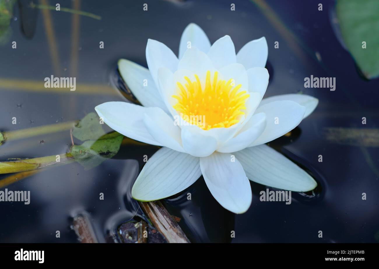 White aquatic plant of the water lily family floating on the water close-up Stock Photo
