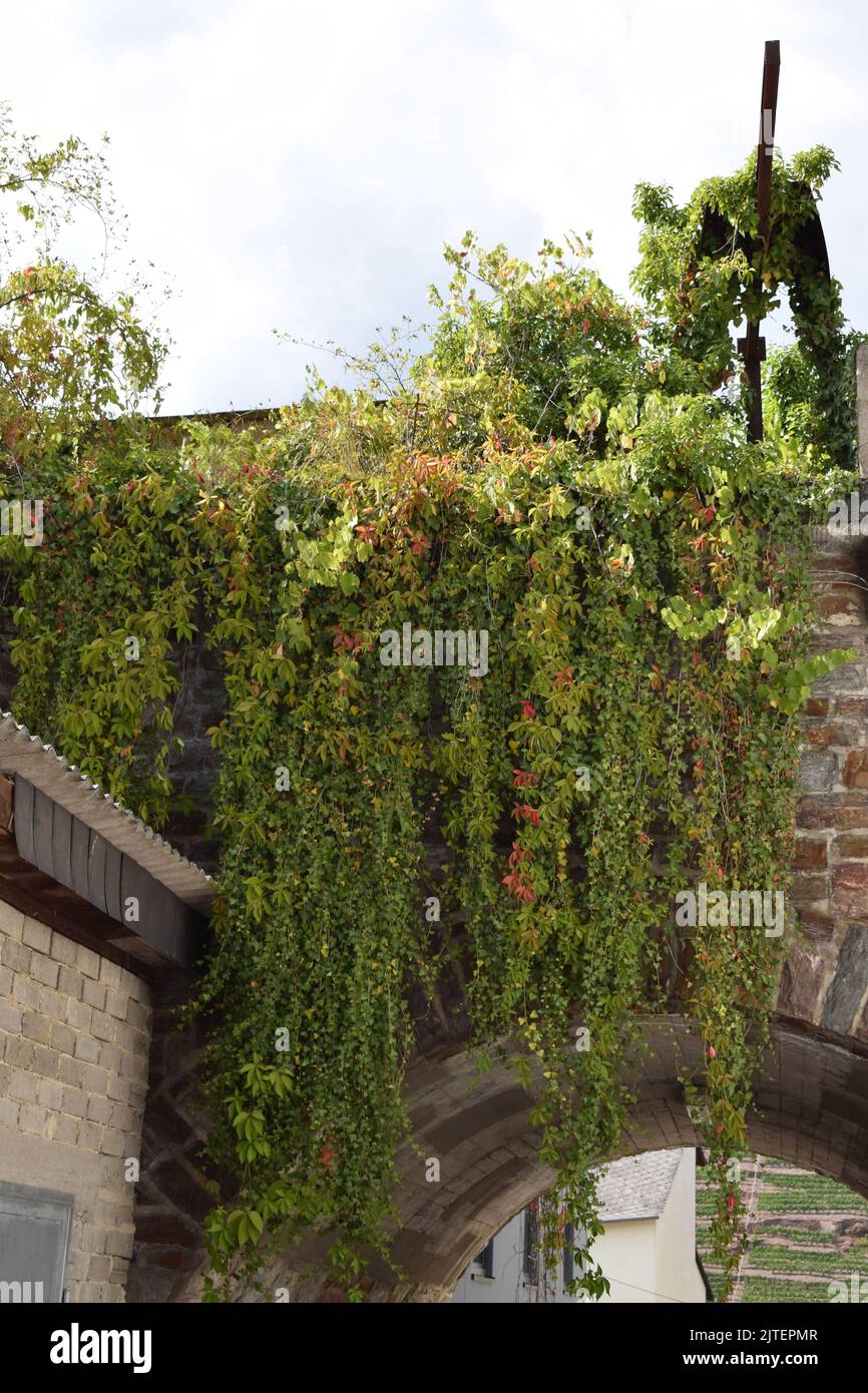 plants growing in old stone walls Stock Photo - Alamy