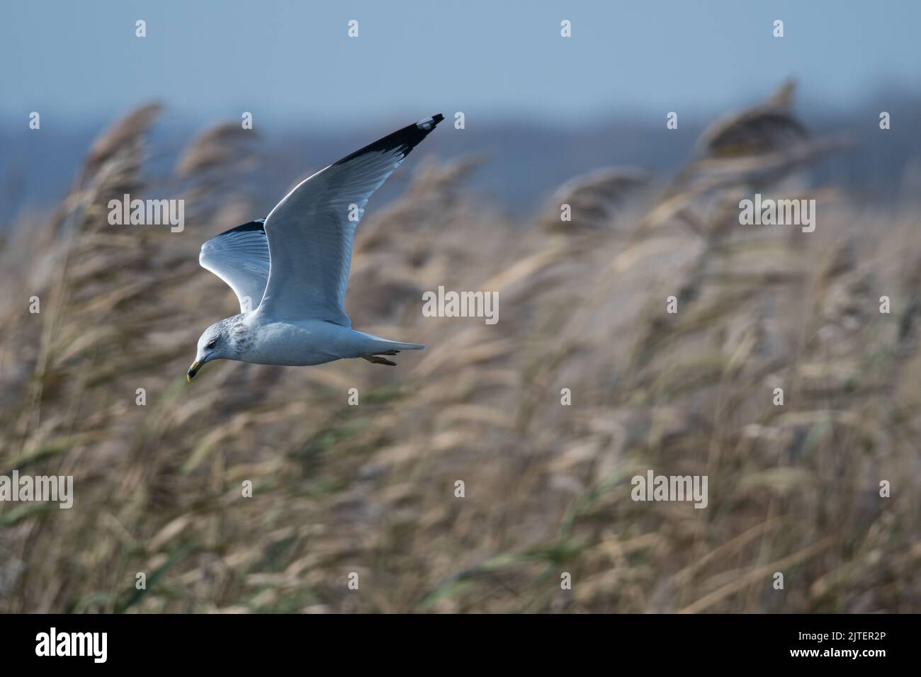 Ring-Billed Gull flying low in front of foliage Stock Photo