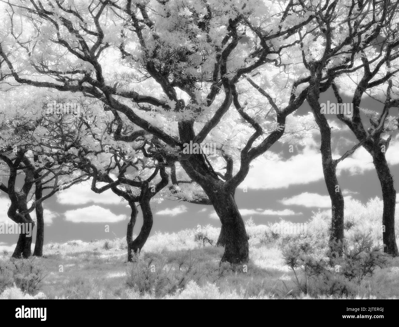 Black and white infrared photograph of oak trees on the Quantock Hills National Landscape. Somerset, England. Stock Photo