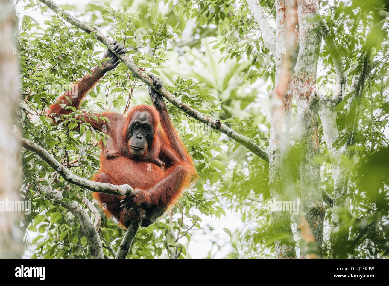 Orangutan in the jungle of Borneo, Indonesia. Stock Photo