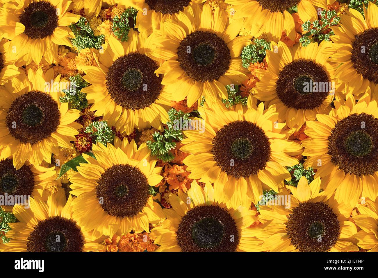 Background of bright yellow sunflowers. Top view, greeting card. Stock Photo