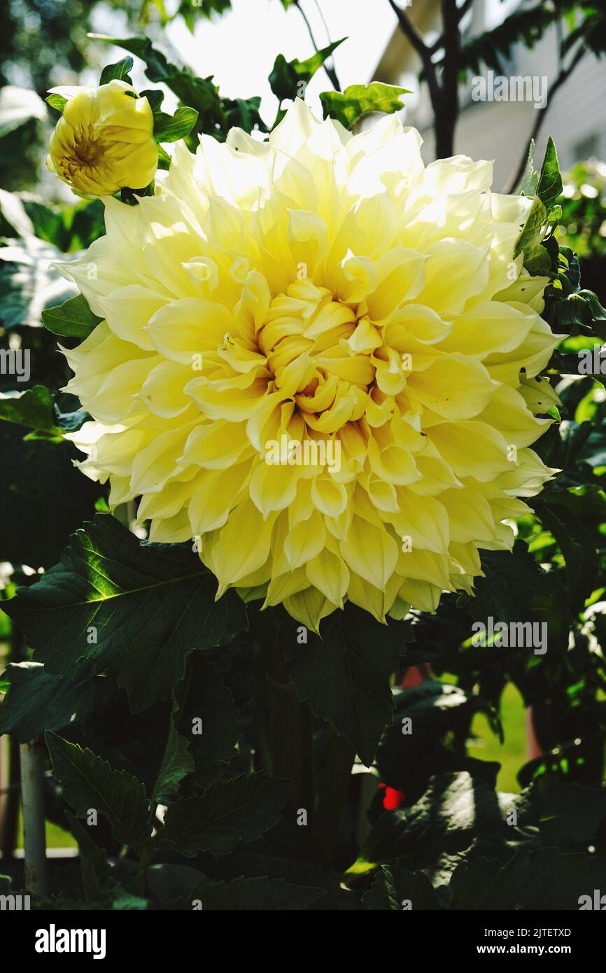 Dinner plate dahlia hires stock photography and images Alamy
