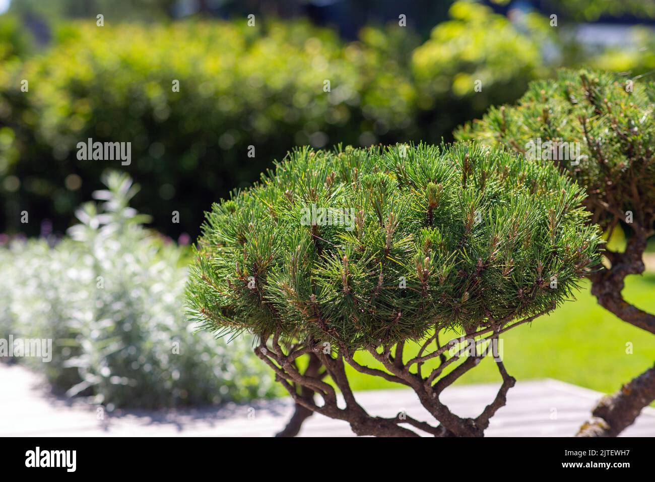 close up of dwarf pine trees at park or garden Stock Photo