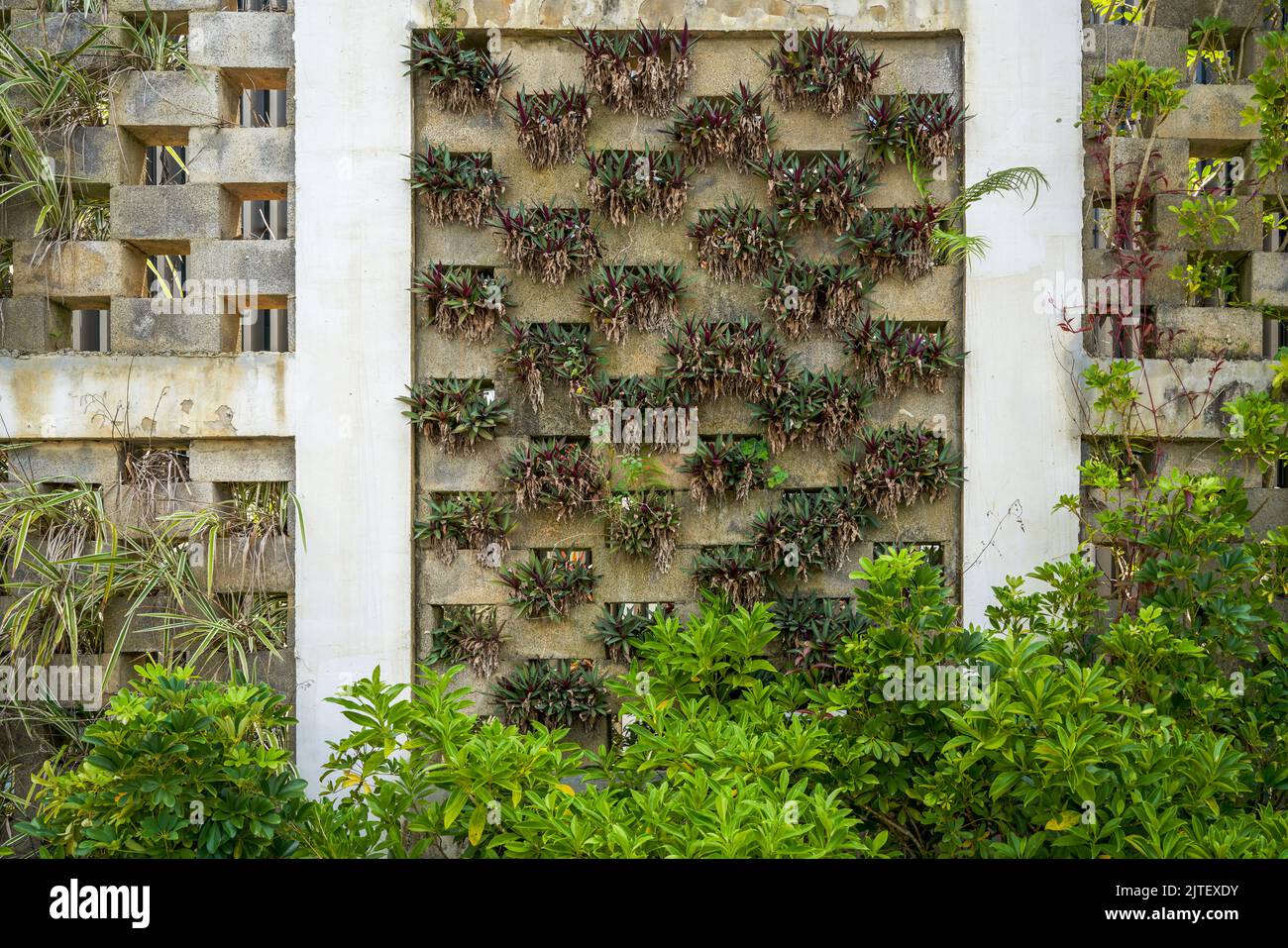 Plants vertical appearance hi-res stock photography and images - Alamy