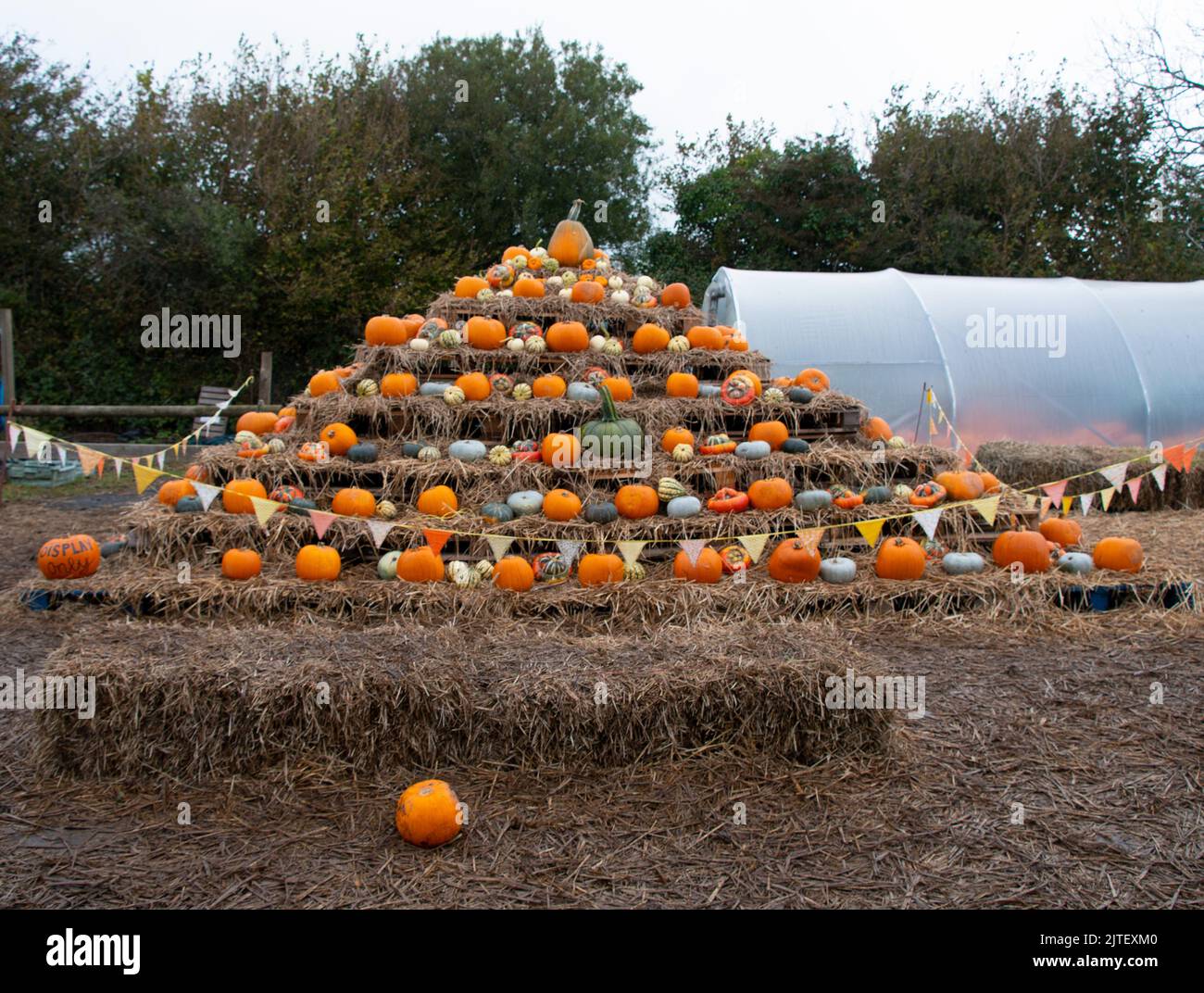 pumpkins  thanks  giving  fall and  halloween on pumpkin farm Stock Photo