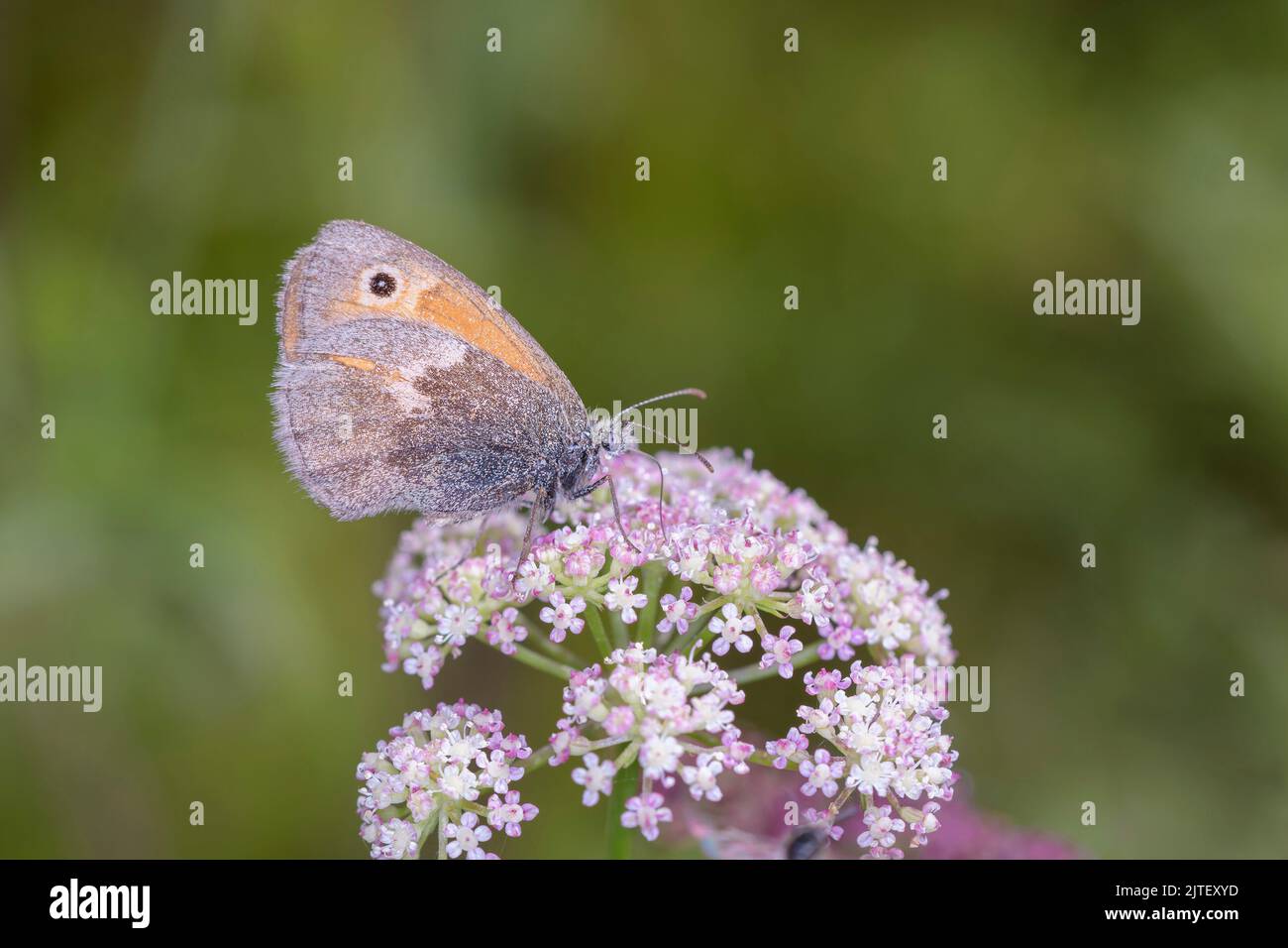 Small Meadow Butterfly Or Small Hay Butterfly - Coenonympha Pamphilus On Mountain Fennel - Seseli Montanum Stock Photo