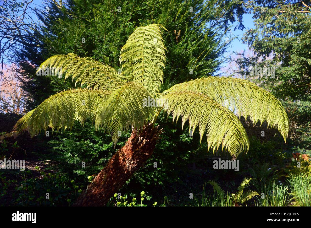 Tasmanian tree fern hires stock photography and images Alamy