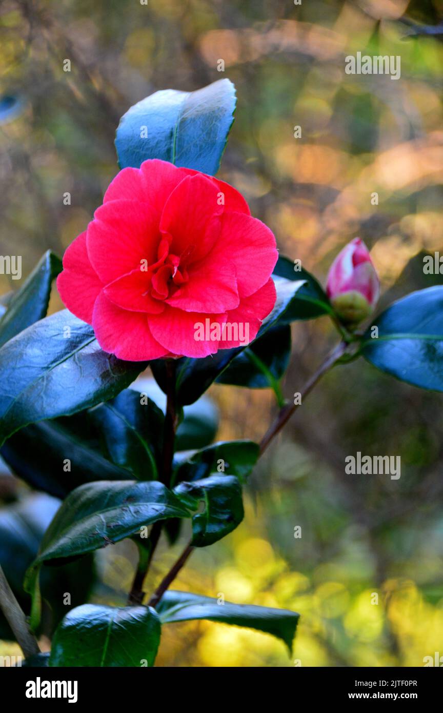 Red japonica hi-res stock photography and images - Alamy