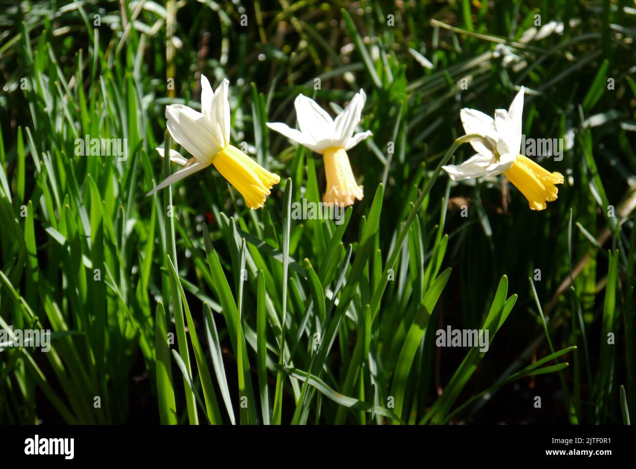 Three White/Yellow Narcissus, Cyclamineus Daffodil 'Winter Waltz' Flowers at Sizergh Castle and Garden near Kendal, Lake District National Park. UK. Stock Photo