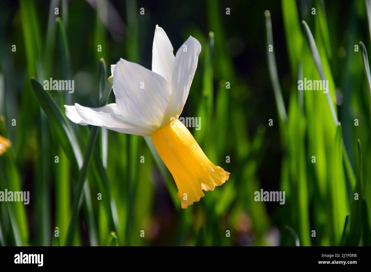 Single White/Yellow Narcissus, Cyclamineus Daffodil 'Winter Waltz' Flower at Sizergh Castle and Garden near Kendal, Lake District National Park. UK. Stock Photo