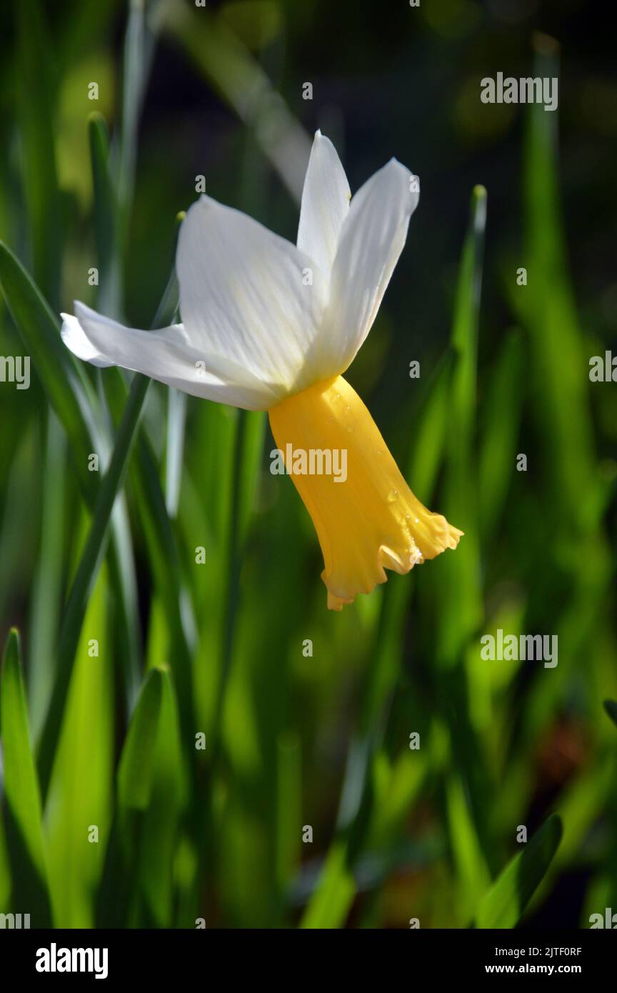 Single White/Yellow Narcissus, Cyclamineus Daffodil 'Winter Waltz' Flower at Sizergh Castle and Garden near Kendal, Lake District National Park. UK. Stock Photo