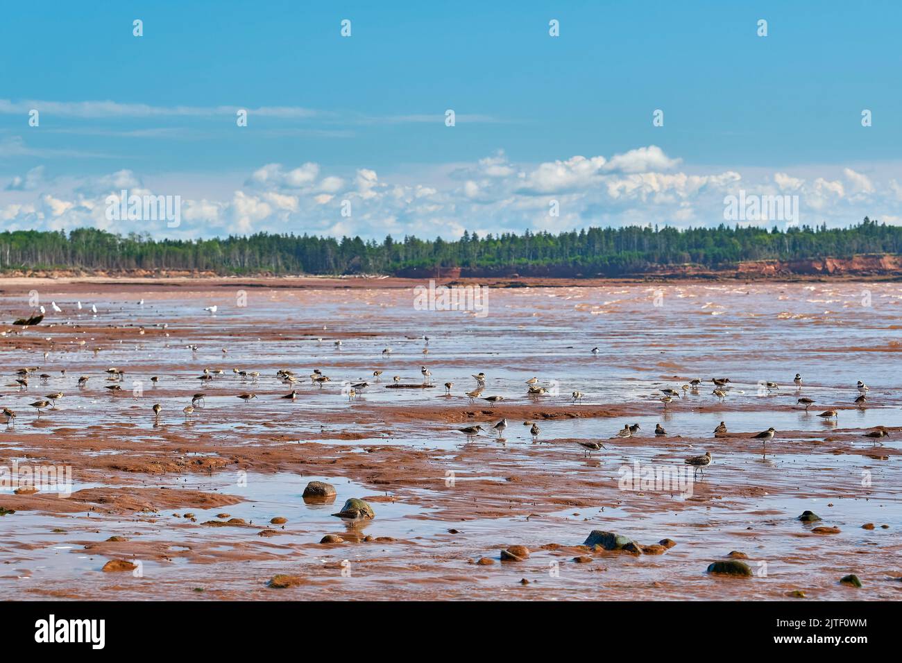 Shorebirds feeding as the tides recede from the beach in Economy Nova Scotia. Stock Photo