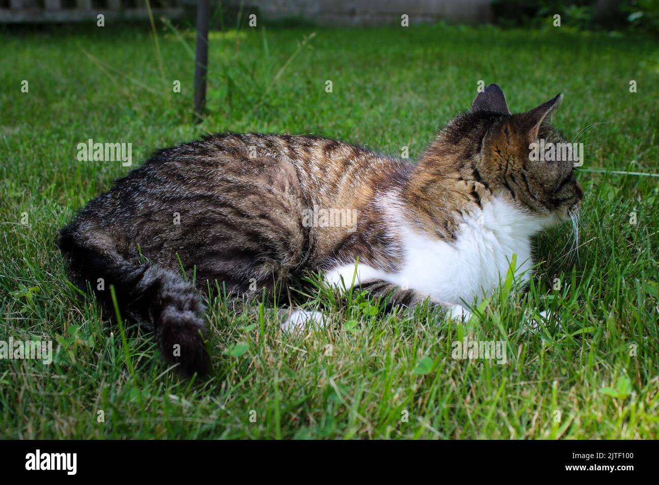Adorable cat laying around in the sun Stock Photo Alamy