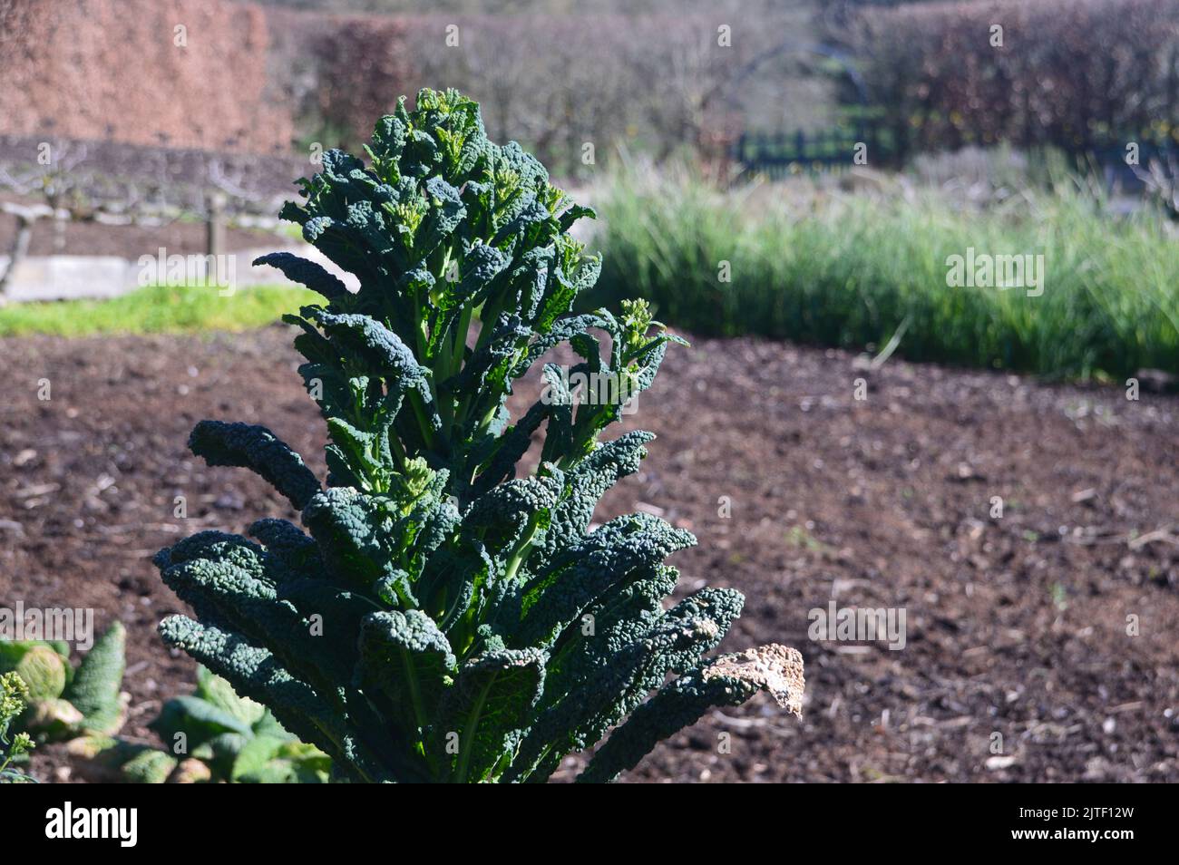 Block Kale Black Kale 'Black Magic' (leaf cabbage) grown in the Kitchen Garden at ...