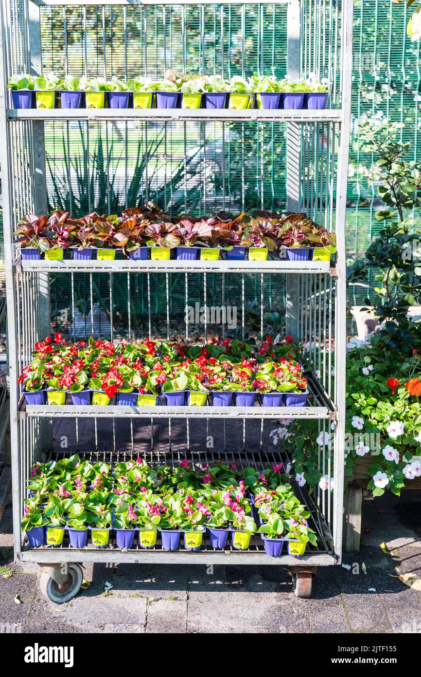 Begonia seedlings, bedding plants on a metal stand for sale in a nursery or garden centre in Cape Town,South Africa concept gardening and horticulture Stock Photo
