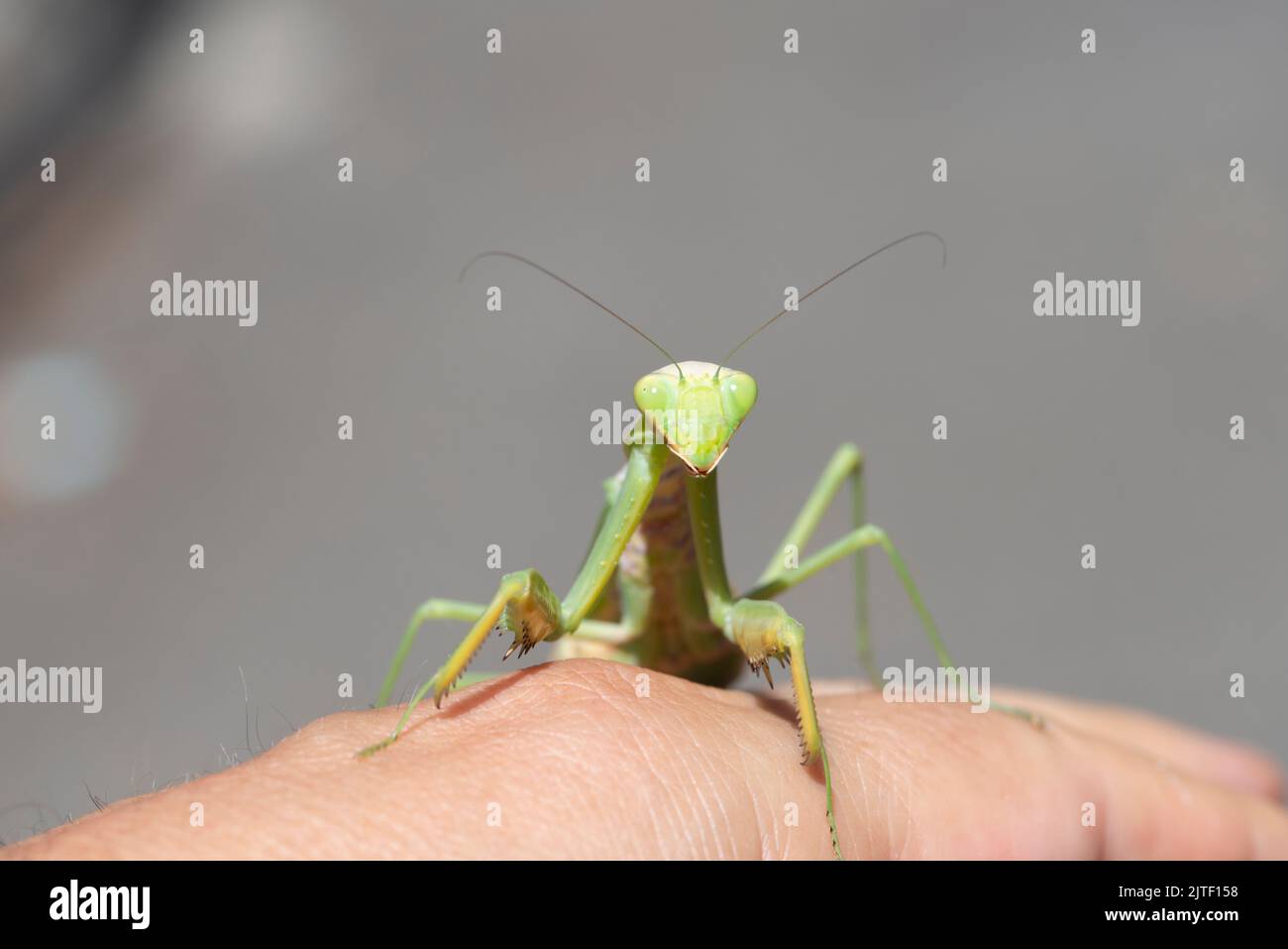 Italy, Lombardy, Praying Mantis on Hand Stock Photo