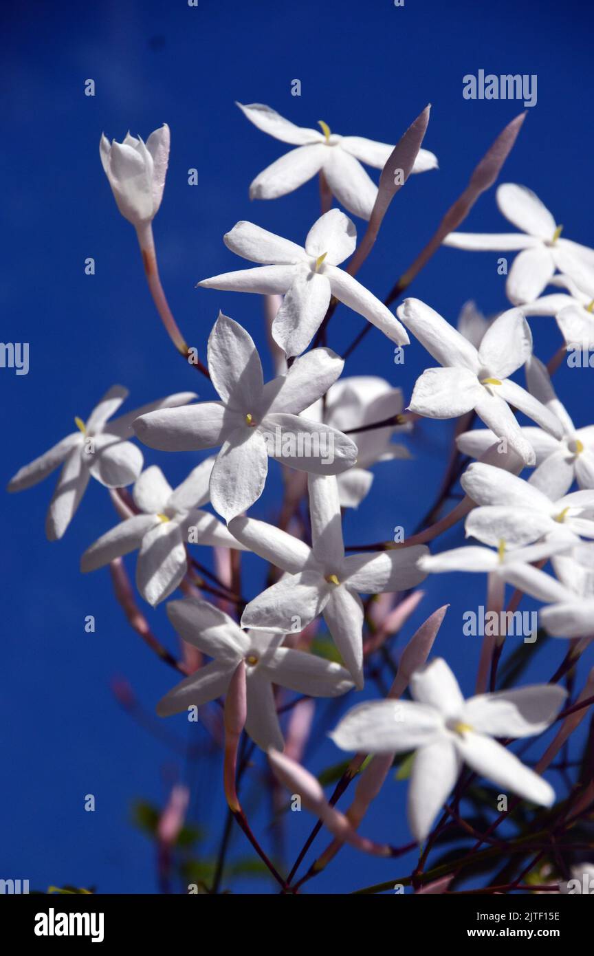 White Common Jasmine 'Jasminum Officinale' Climbing Shrub Flowers at